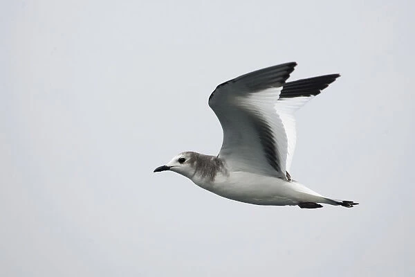 Juvenile Sabines Gull in flight