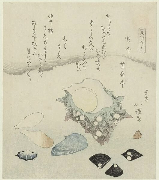 Purple shell freshwater clams turban shell Murasakigai shijimi sazae