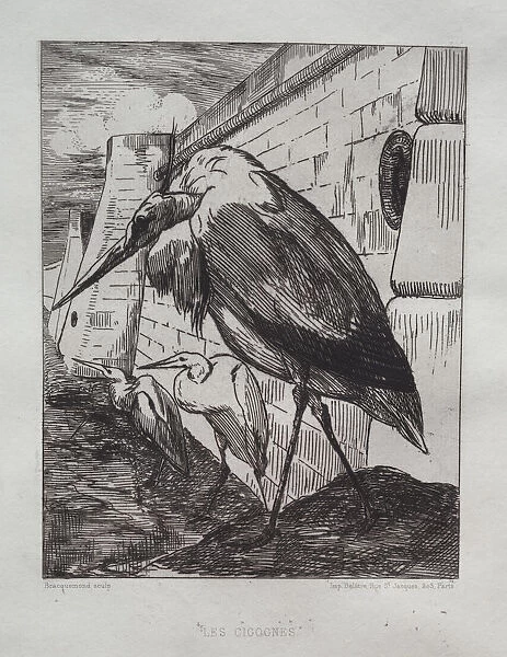 Storks 1865 Felix Bracquemond French 1833-1914