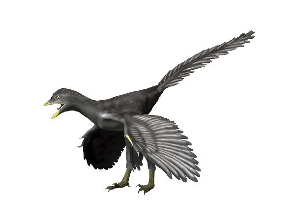 Archaeopteryx lithographica, Late Jurassic of Germany