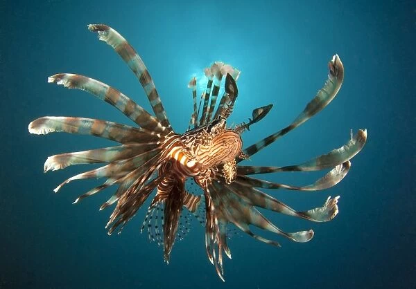 Close-up view of a lionfish. Gorontalo, Indonesia