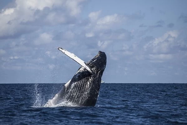 A large humpback whale breaches out of the Atlantic Ocean