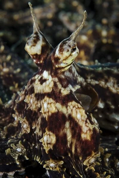 Mimic octopus, facial view, Lembeh Strait, Indonesia