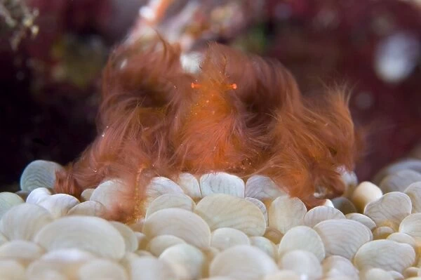 The Orang-utan decorator crab sitting on coral, Solomons