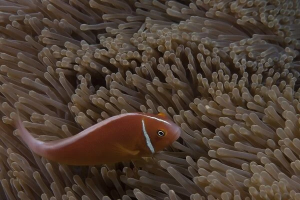Pink anemonefish in its host anenome, Fiji