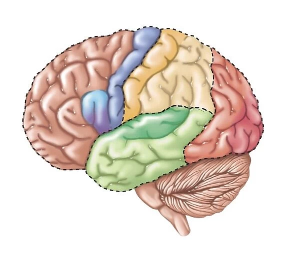 Side view of the human brain showing the functional lobes