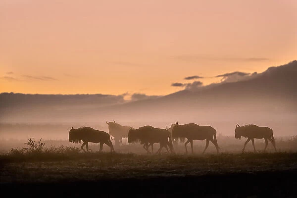 Early morning in Serengeti