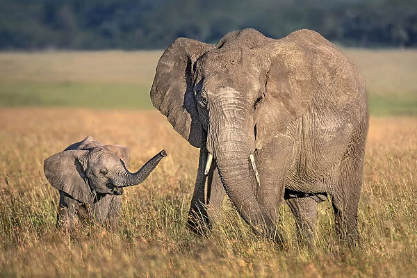 Mom elephant with calf