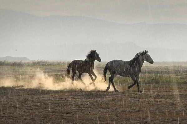 Rain Sun Horses