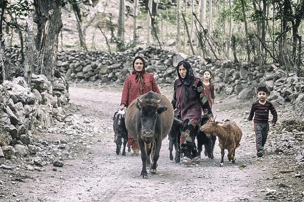 Tajik women and livestock on the way from pastures