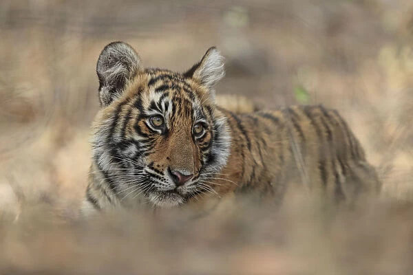 Bengal Tiger (Panthera tigris) cub, low angle, Ranthambhore National Park, India