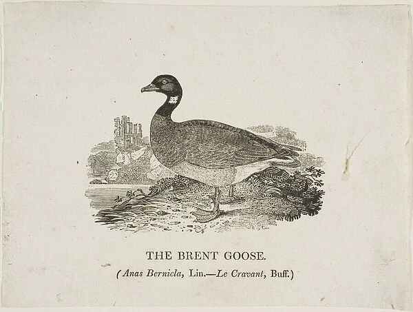 Brent Goose, n. d. Creator: Thomas Bewick