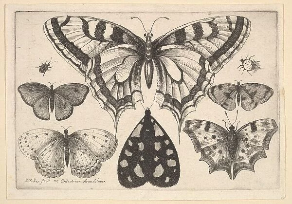 Five Butterflies, a Moth and Two Beetles, 1646. Creator: Wenceslaus Hollar