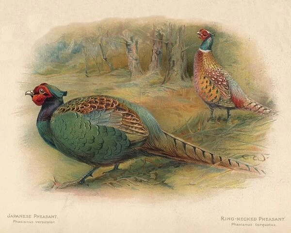 Japanese Pheasant (Phasaianus versicolor), Ring-Necked Pheasant (Phasaianus torquatus), 1900, (190 Artist: Charles Whymper
