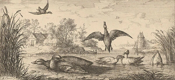 Querquedula, Cercelle (The Teal): Livre d Oyseaux (Book of Birds), 1655-1660