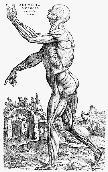 The second plate of the muscles, from Book II of De humani corporis fabrica, 1543. Artist: Andreas Vesalius