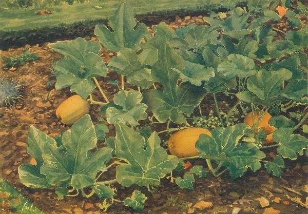 Vegetable Marrows, 1947. Artist: JE Sowerby