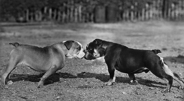 Two Bull Dogs  /  1944