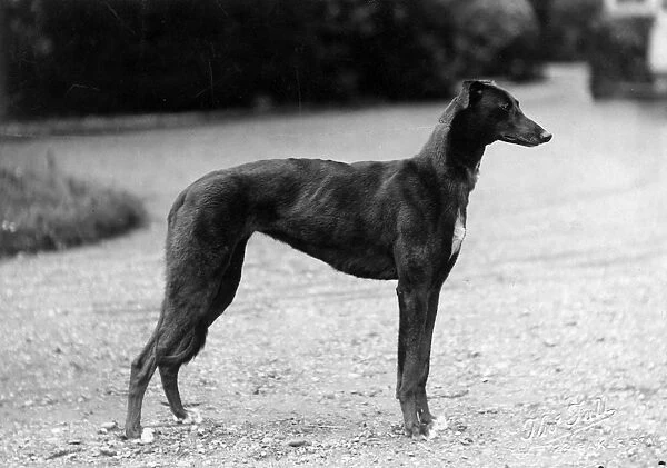 Fall  /  Greyhound  /  1927