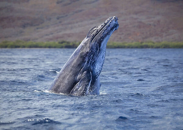 Breaching Humpback whale (Megaptera novaeangliae) is in front of the island of Lanai, Hawaii; Lanai, Hawaii, United States of America