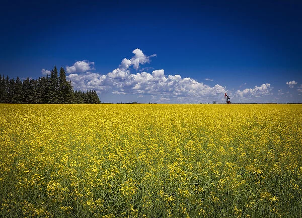 Canola Field In Bloom With A Pumpjack In The Distance; Devon, Alberta, Canada