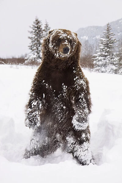 Captive: Grizzly Stands On Hind Feet During Winter At The Alaska Wildlife Conservation Center, Southcentral Alaska