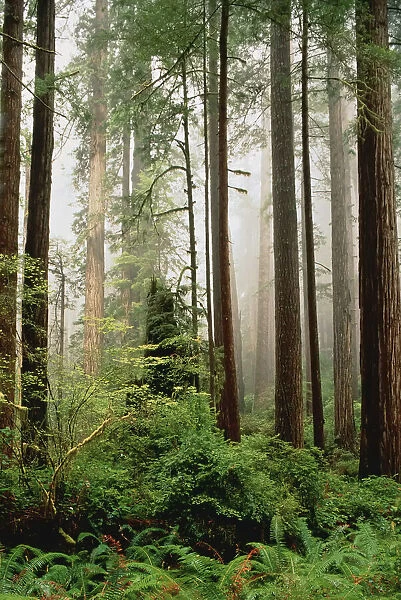 Forest Prairie Creek Redwoods State Park California, USA