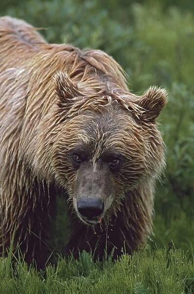 Grizzly Bear (Ursus Arctos), Denali National Park, Alaska