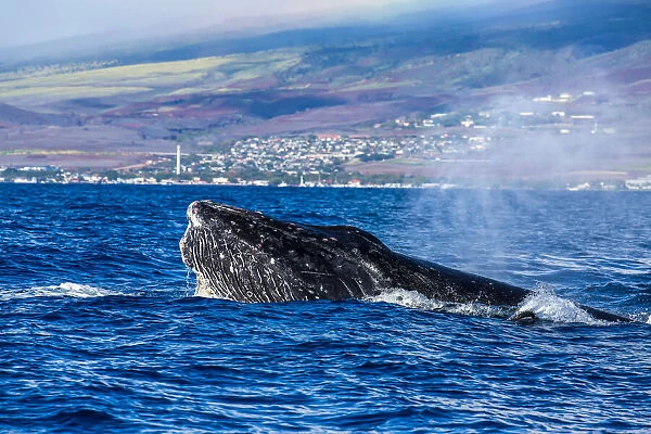 A humpback whale head lunges out of the Pacific Ocean