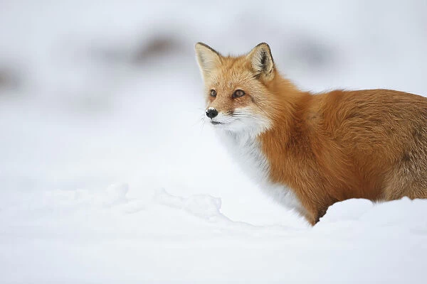 Male Red Fox (Vulpes Vulpes) Standing In The Snow In Winter; Montreal, Quebec, Canada