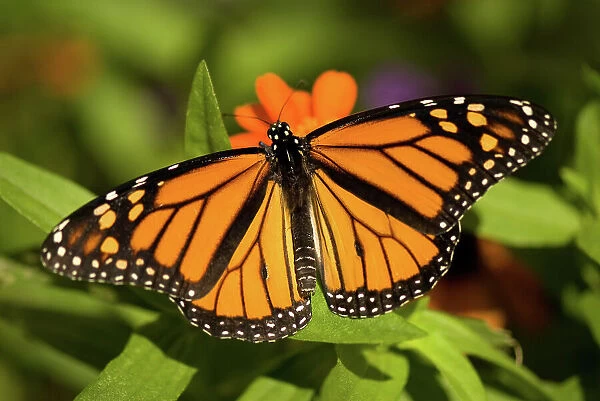 Monarch butterfly resting on a flowering plant