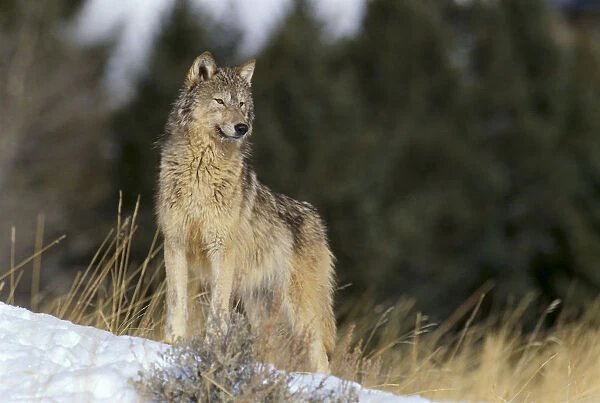 Montana, Gray Wolf (Canis Lupus) Full Length View Standing In Snow A52D