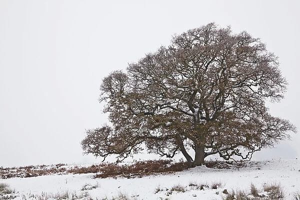 An oak tree in snow and fog, on the banks of the River Exe, Powderham, Starcross, Devon, Great Britain; Starcross, Devon, England
