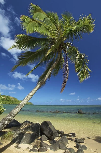 A palm tree leaning out to the ocean against a blue sky; Hawaii united states of america