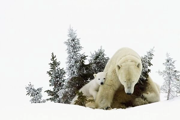 Polar Bears At Wapusk National Park; Churchill, Manitoba, Canada
