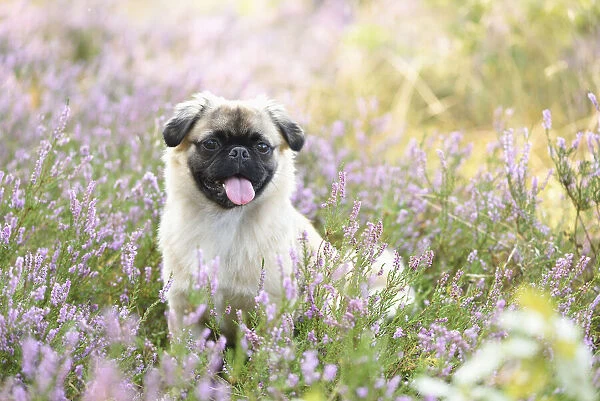 Portrait of Young Chug (Pug and Chihuahua mix) in Common Heather (Calluna vulgaris) in Late Summer, Upper Palatinate, Bavaria, Germany