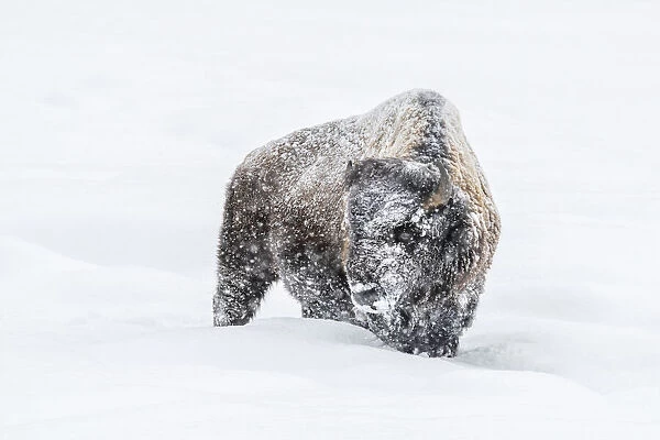 Snow-covered American Bison in Yellowstone National Park, USA