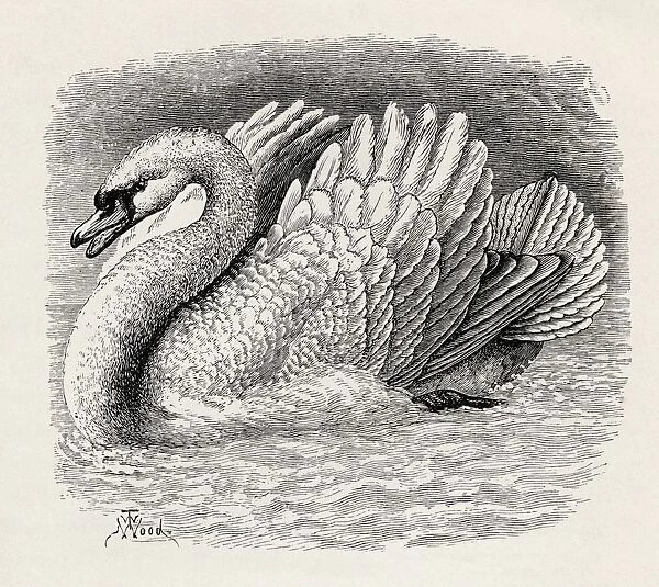 Swan Driving Away An Intruder. Illustration Drawn From Life By Mr. Wood From The Book The Expression Of The Emotions In Man And Animals By Charles Darwin, From The Popular Edition Published 1904