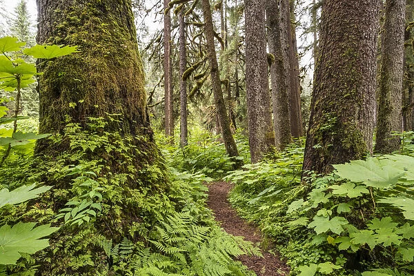 Trail through an old growth forest
