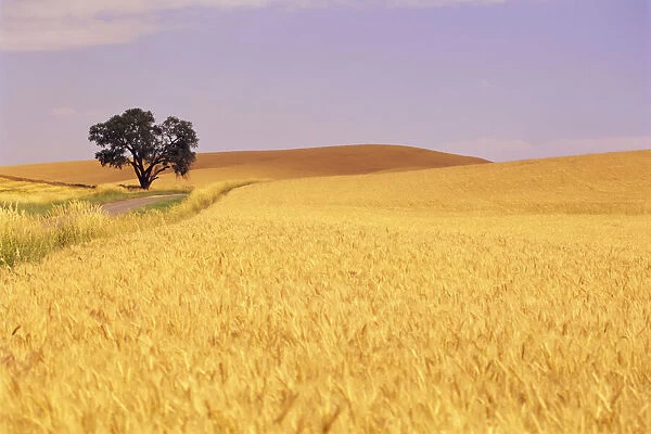 Vast golden wheat field