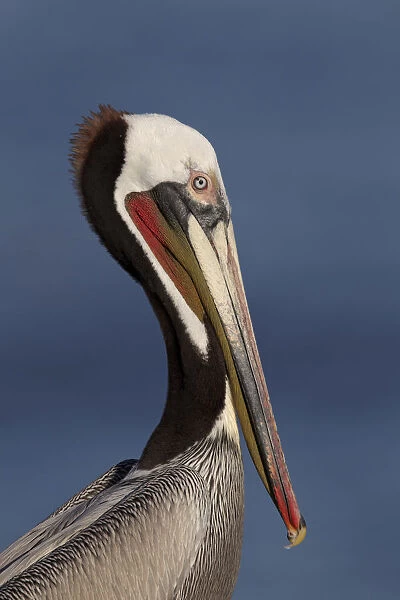 Brown Pelican (Pelecanus occidentalis), California, USA