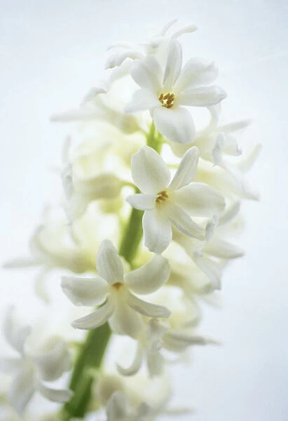 CS_2037. Hyacinthus - variety not identified. Hyacinth. White subject