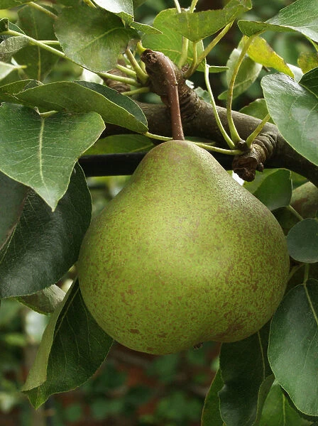 PD_FV22. Pyrus communis Catillac. Pear. Green subject