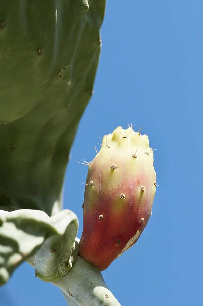 prickly pear cactus, opuntia