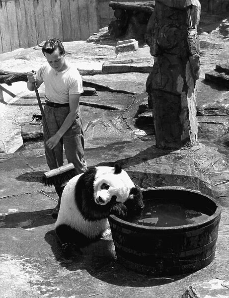 Bathtime for Chi Chi the panda - the keeper Alan Kent spends all his day in her pen just