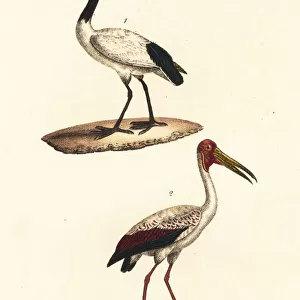 African sacred ibis and white ibis