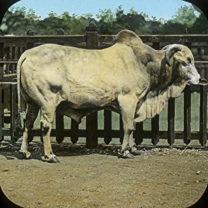 Animals at a French Zoo - Brahmin Bull