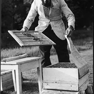 Beekeeping 1960S