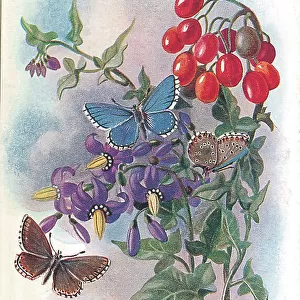 Birthday postcard design with butterflies