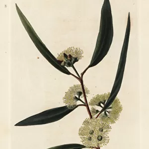 Blackbutt, Eucalyptus pilularis
